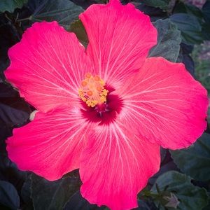 Meet your Posher, Becky